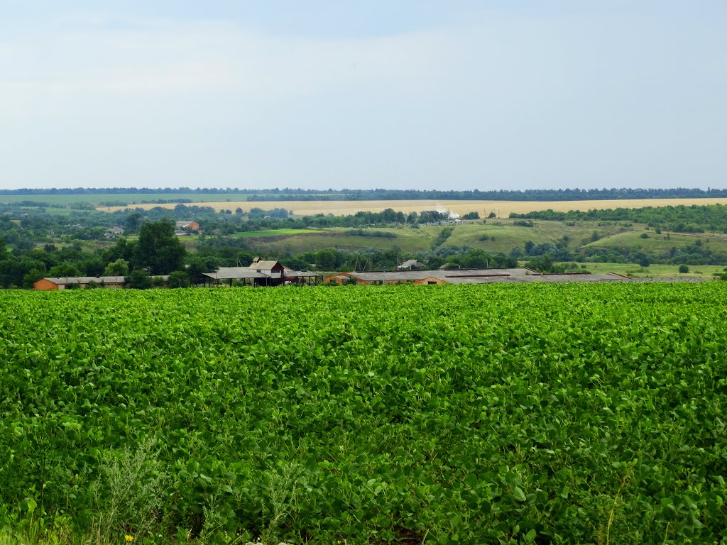 колгосп