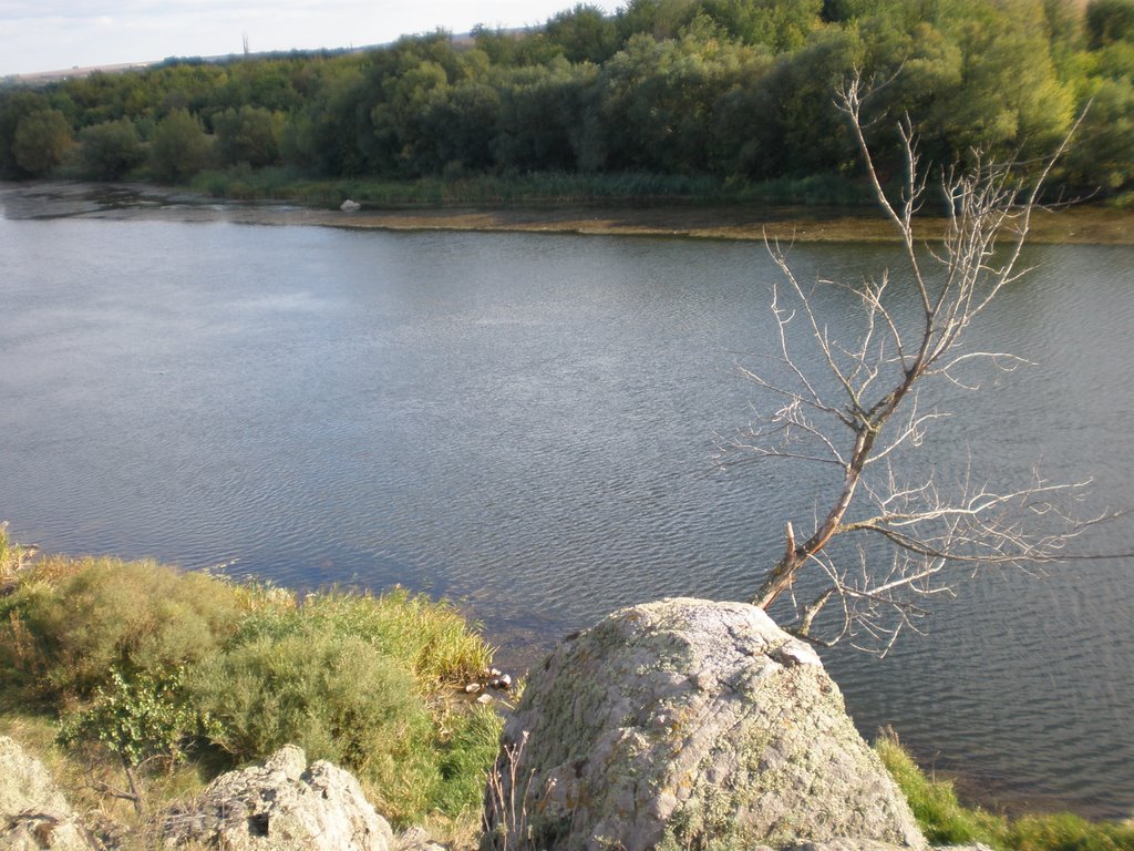 Дерево и река