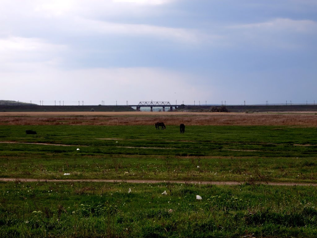 Railway bridge. Железнодорожный мост через Чичиклею и кони под Веселиново.