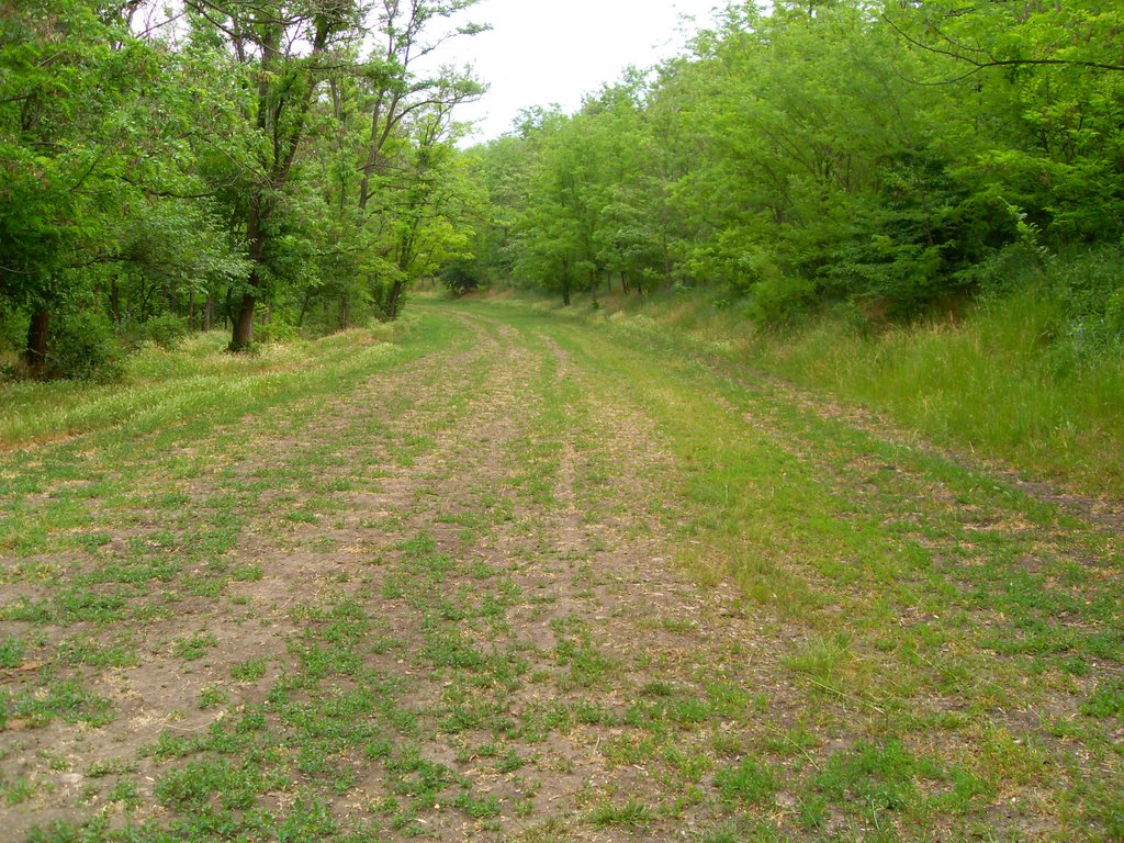 Доманевка. старая одесская дорога. Domanevka. old Odessa road.