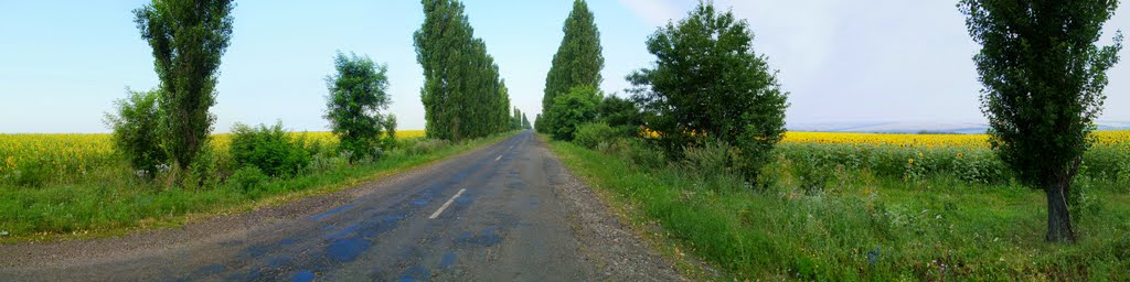 Дорога на Владимировку.  панорама.