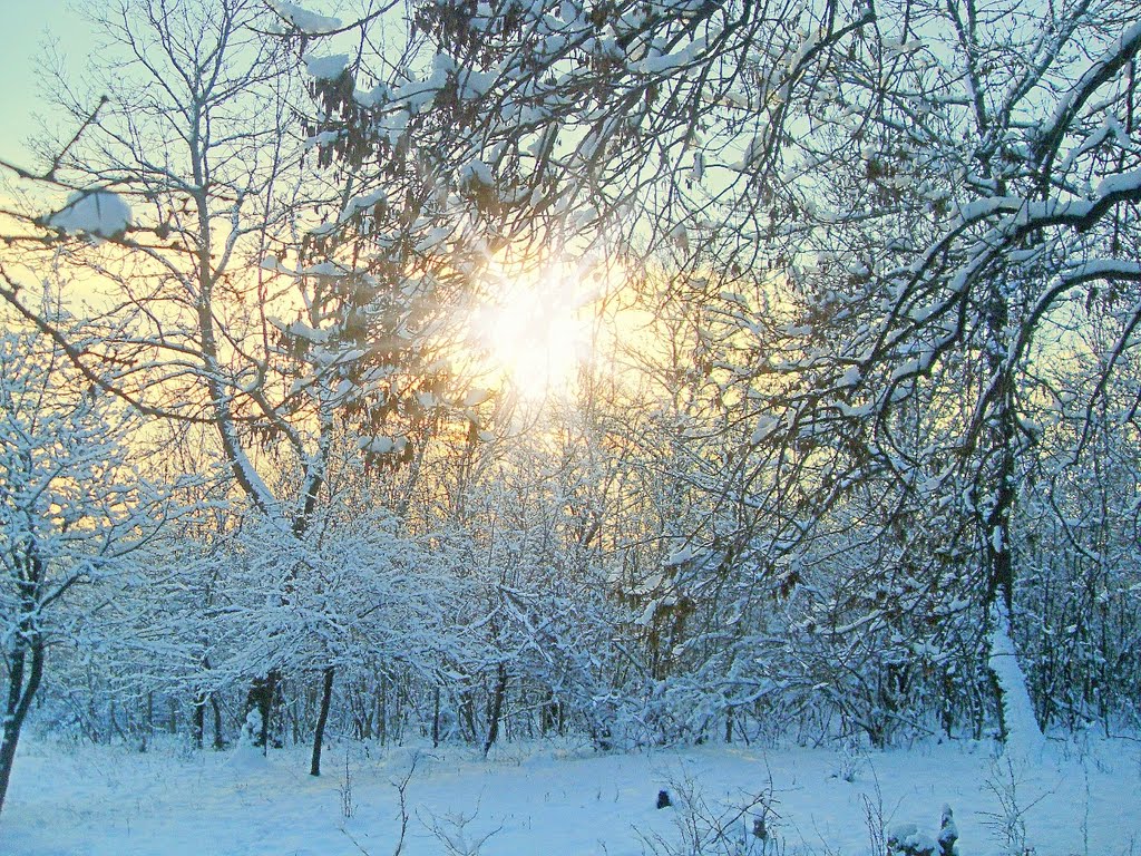 Доманевка. Лес, утреннее солнце.
