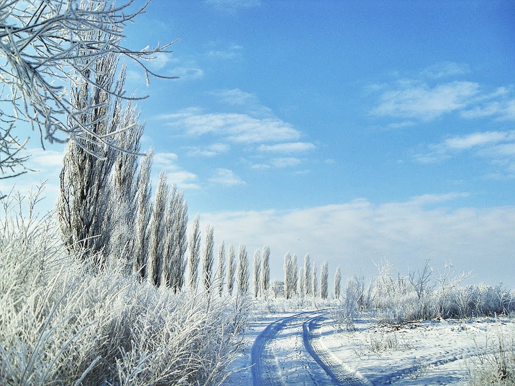 Доманевка. Тополя.