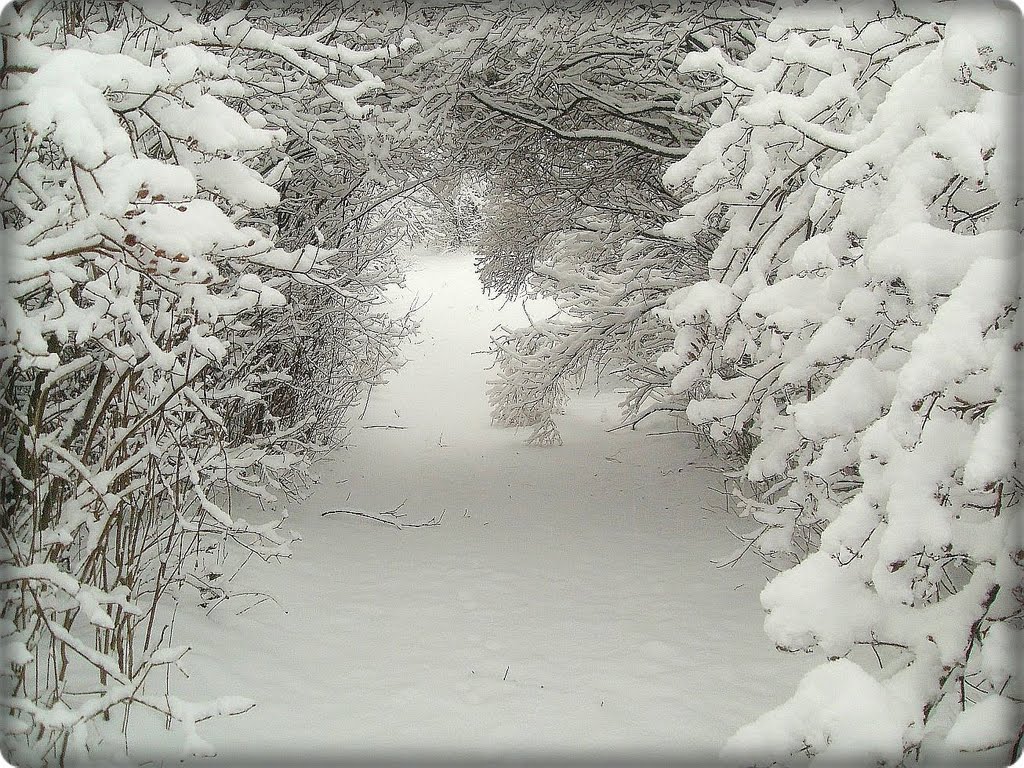 Доманевка.  Заснеженная тропинка.