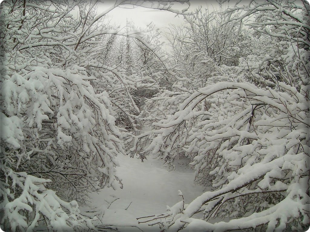 Доманевка. Пейзаж в лесу.