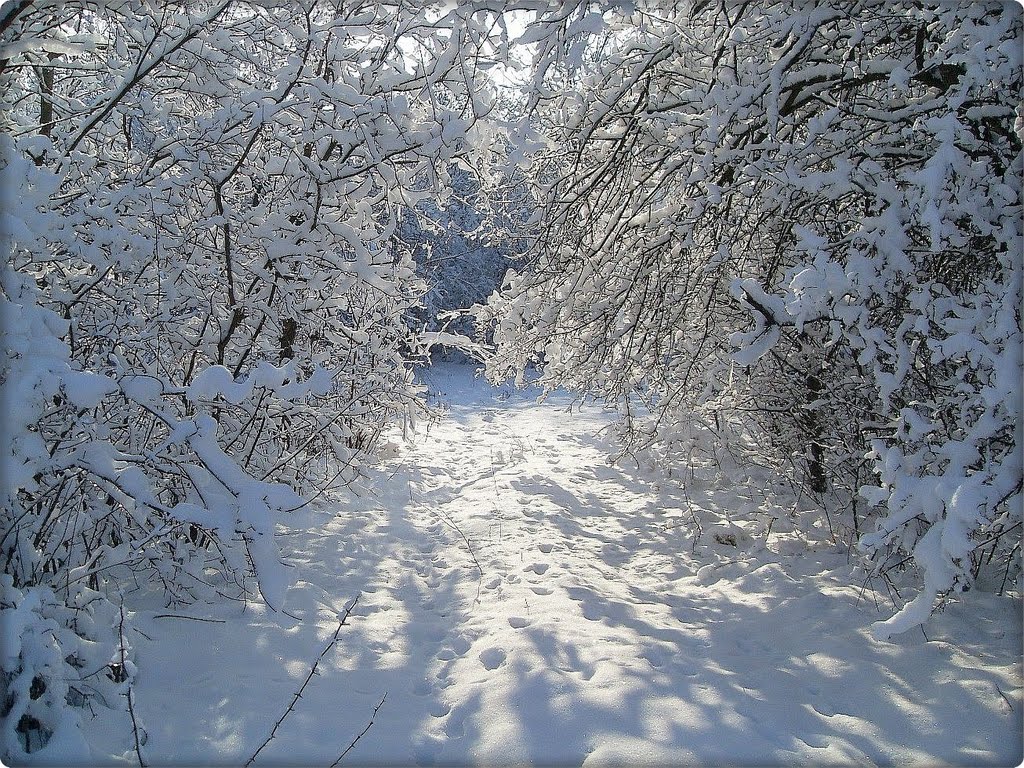 Зима  в лесу.