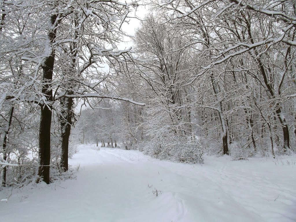 I came out of the woods ...