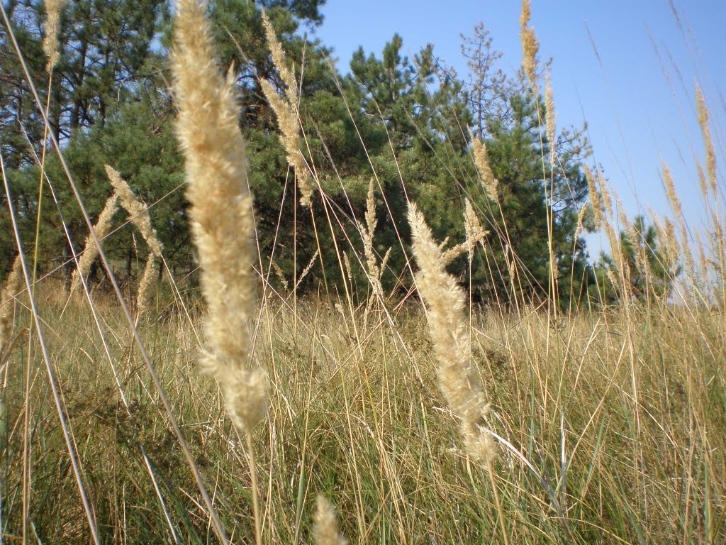 Кинбурнская коса