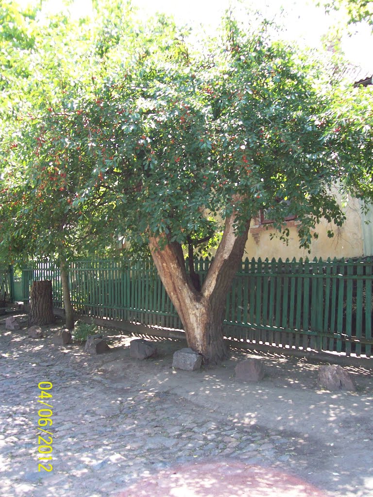 Старая вишня.