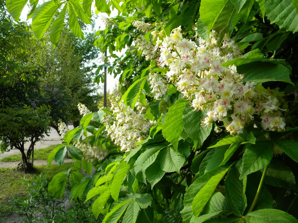 Цвет каштана