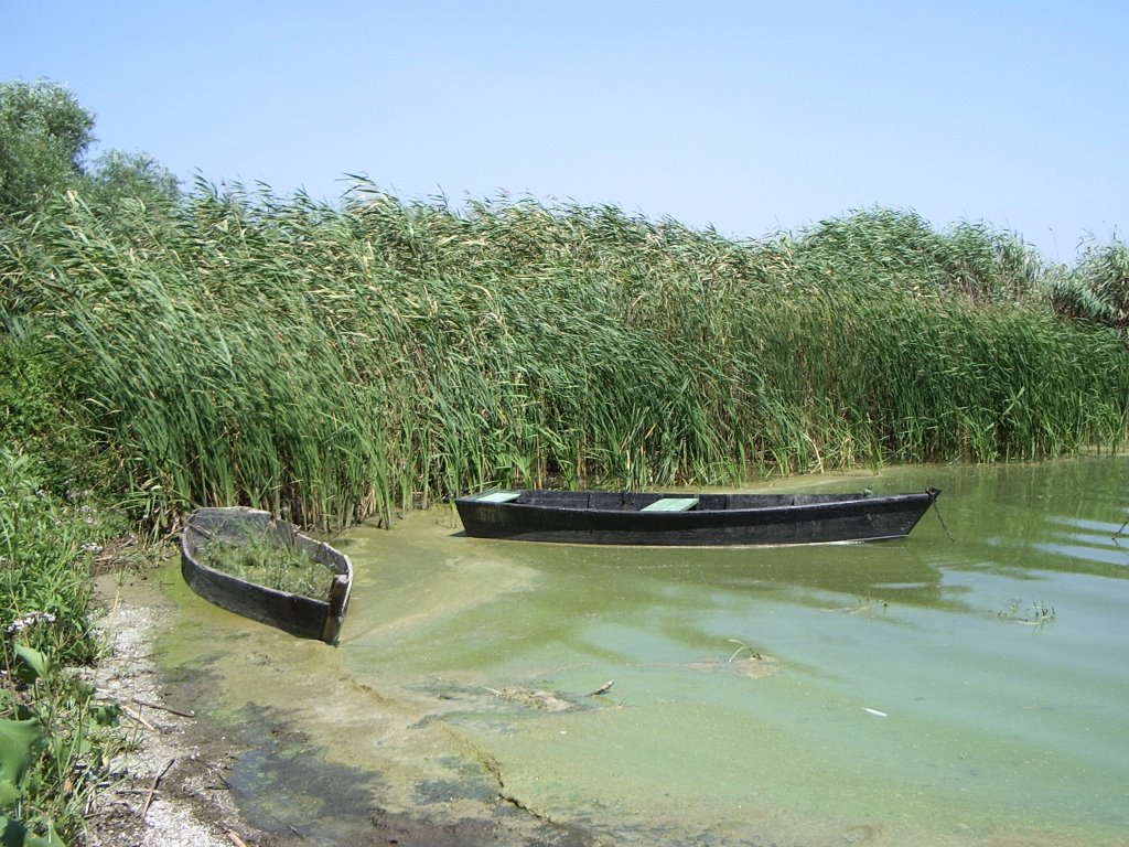 reeds