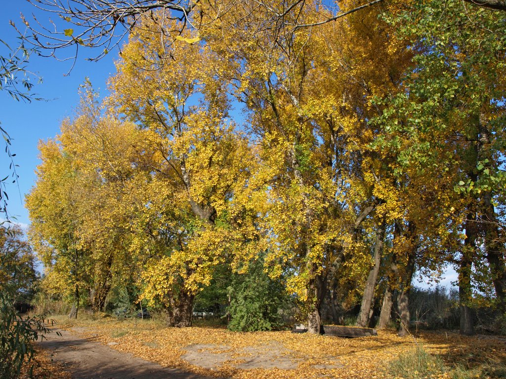 Золотые тополя Чаир.