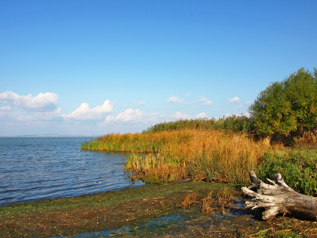 Берег Днестровского лимана.Чаиры.