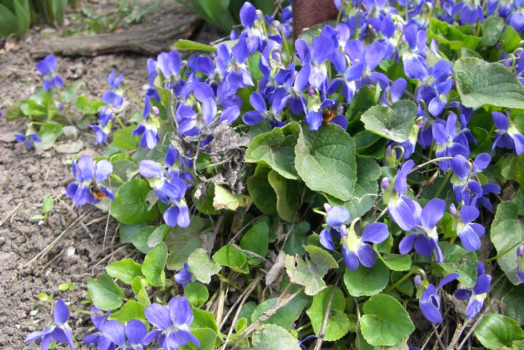 Фиалки Ананьева.( Violets of Ananyev)