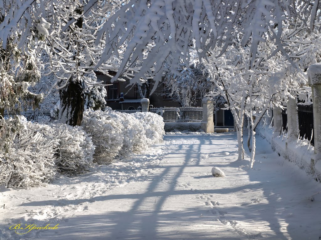 Серебро зимы. Silver winter.