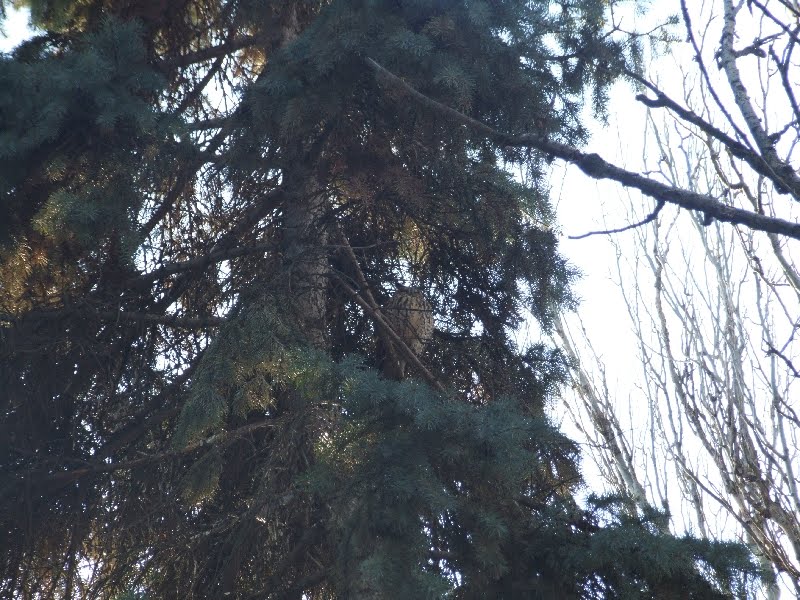 совы
