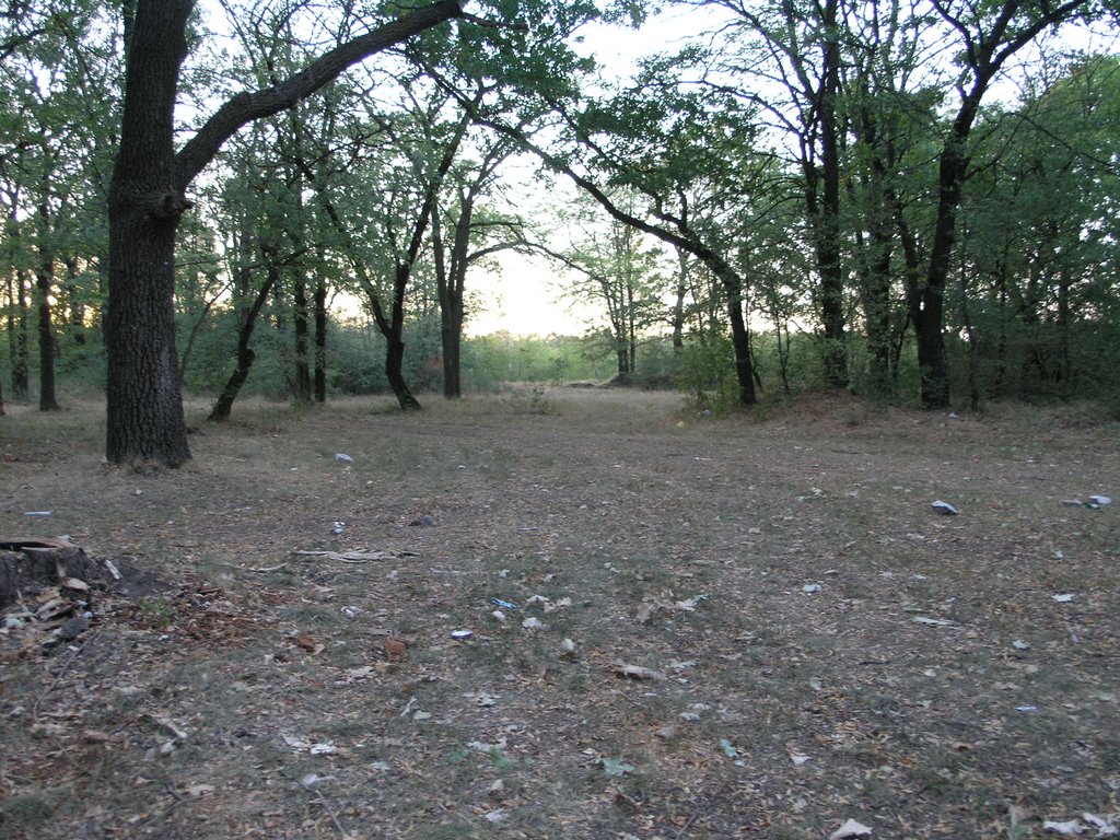 Лес