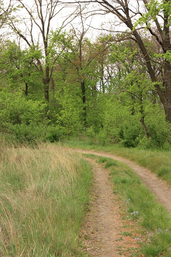березівський ліс