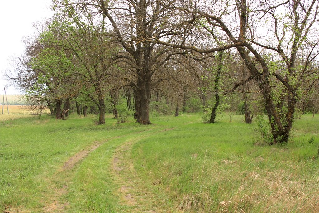 березівський ліс
