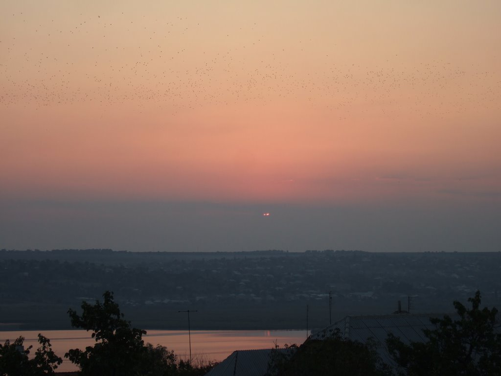 birds and sunset