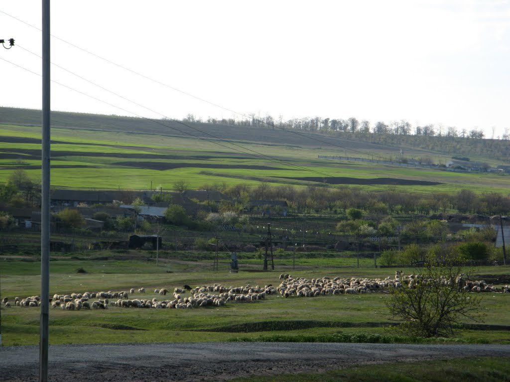 Вигляд при в’їзді в село Рівне (02.05.2007 р.)