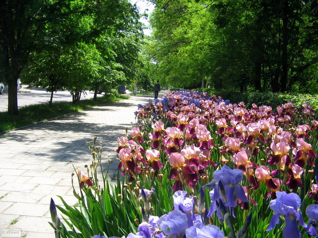 Izmail. Ukraine