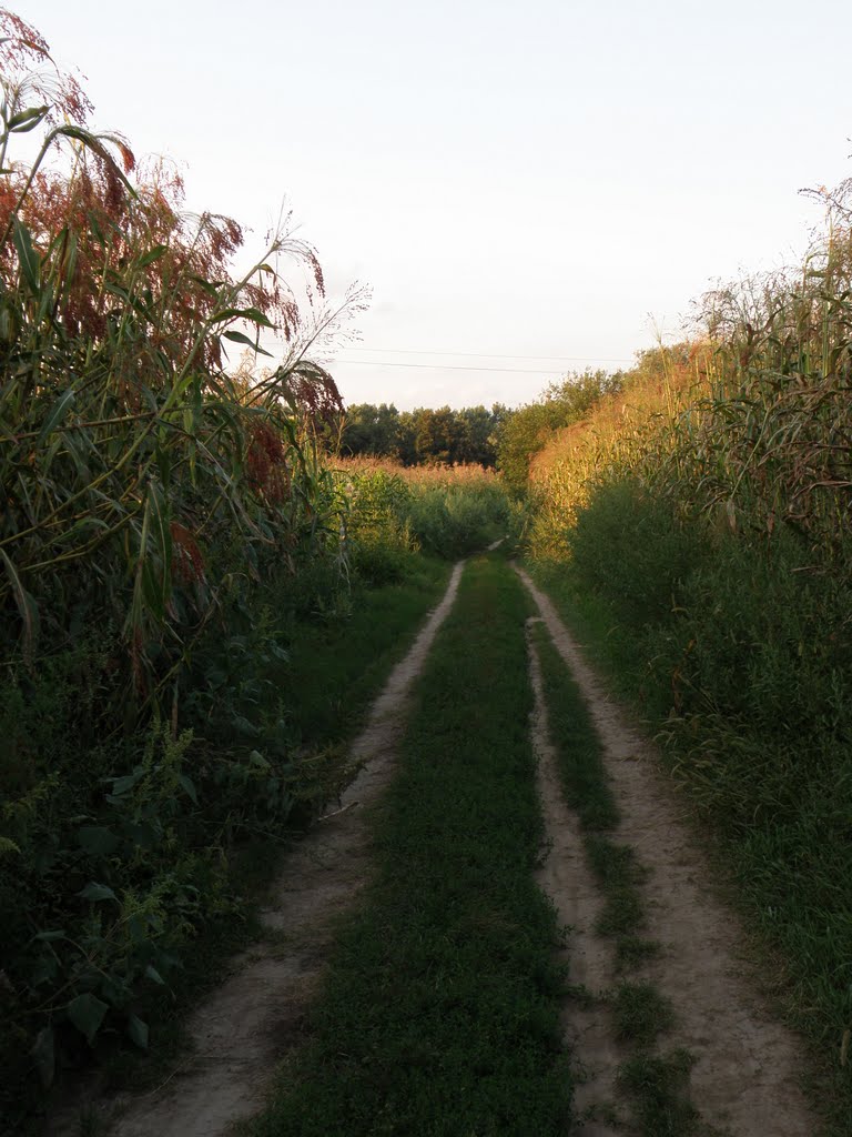 Кукуруза