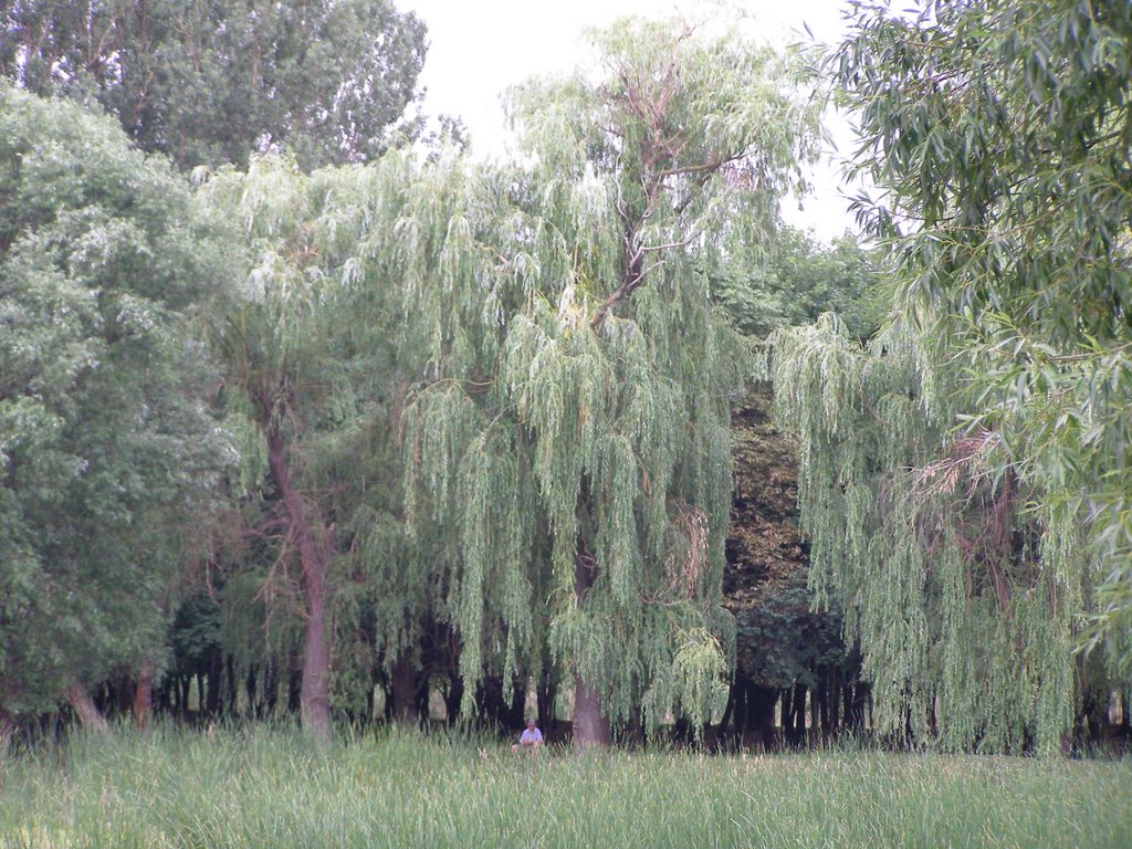 Саврань