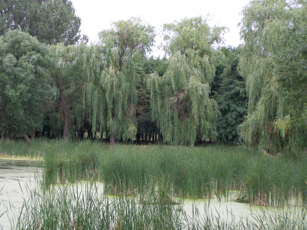 Саврань