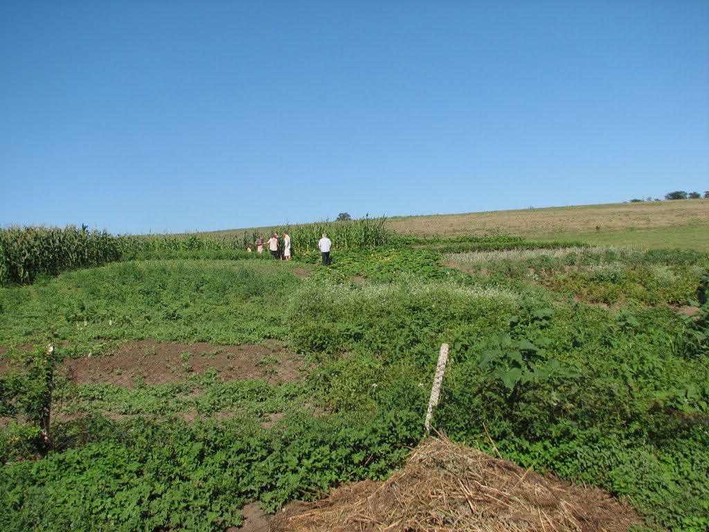 Gemüsegarten