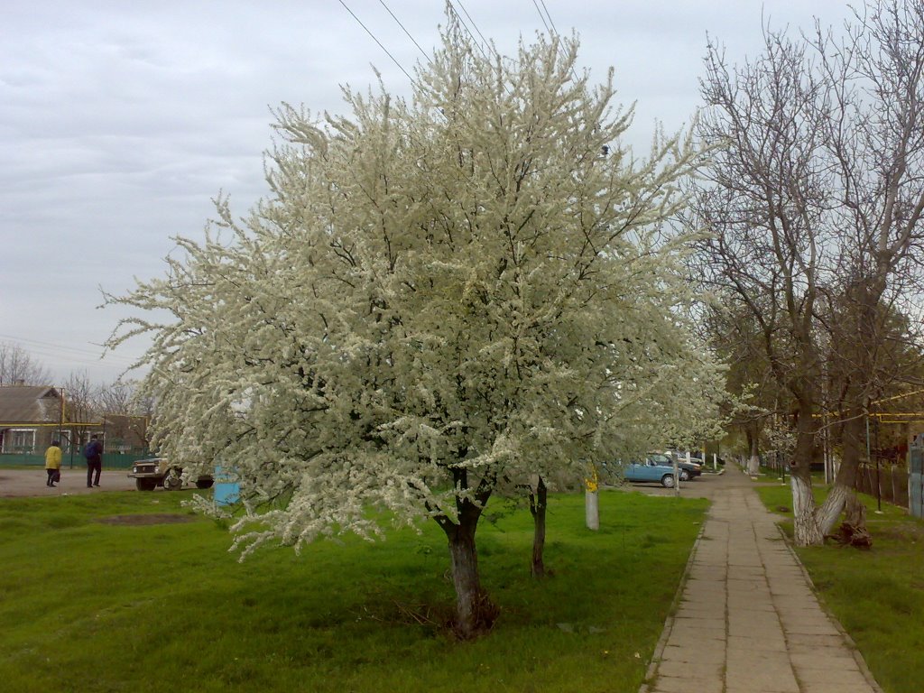 около милиции