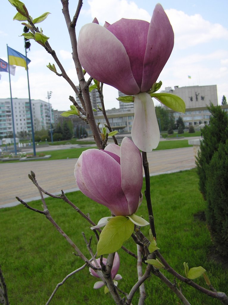 Дивна квітка