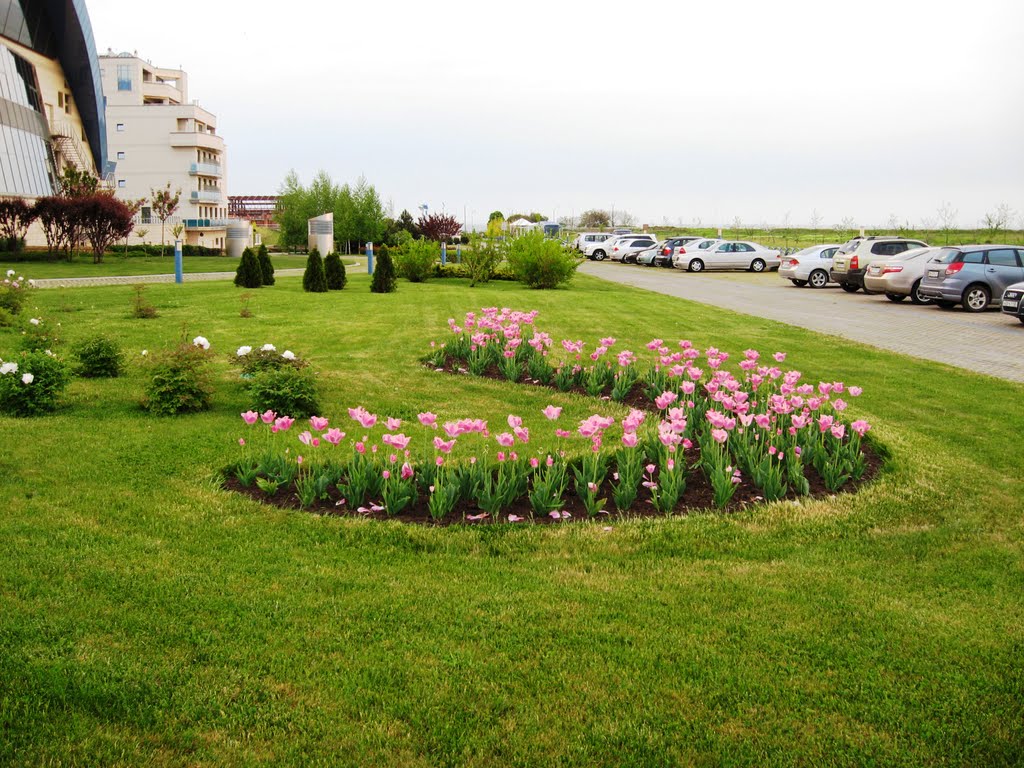 Тюльпаны, май 2010