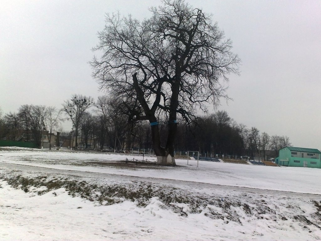 Дуб на стадионе