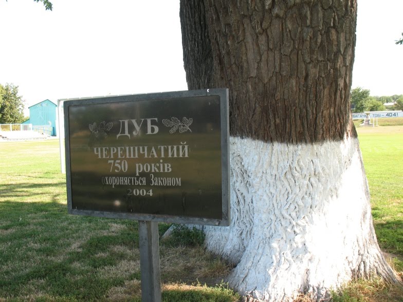 750-летний дуб