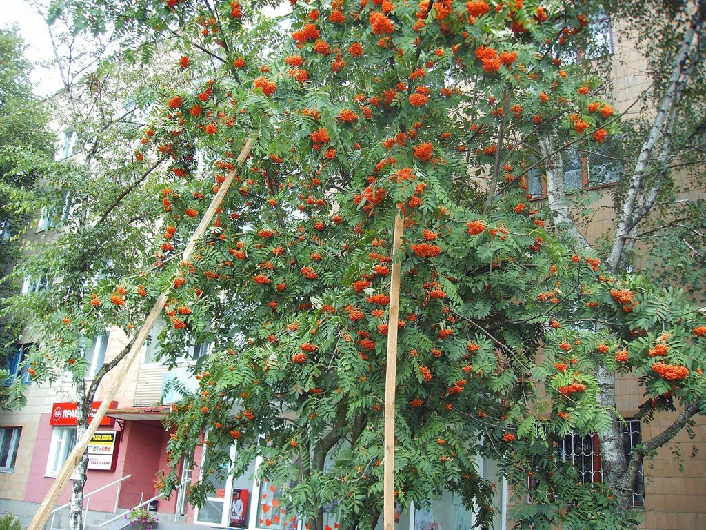 Рябина.