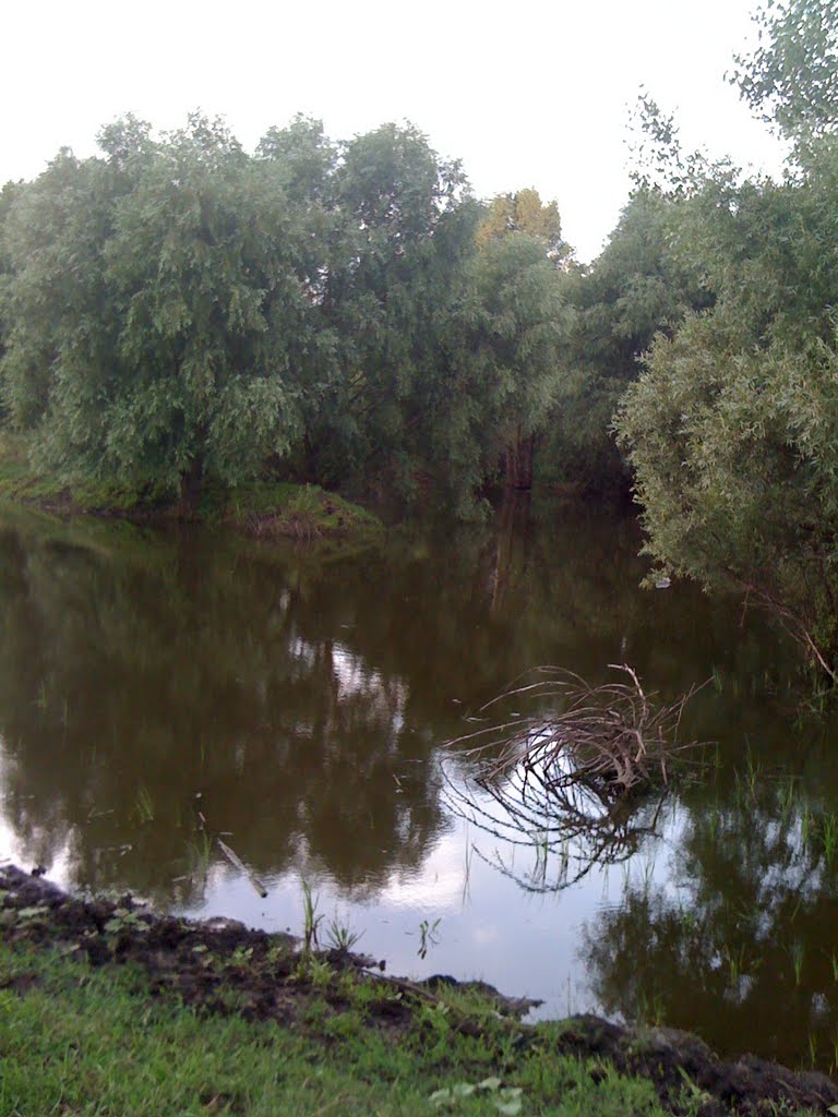 Берег ставка
