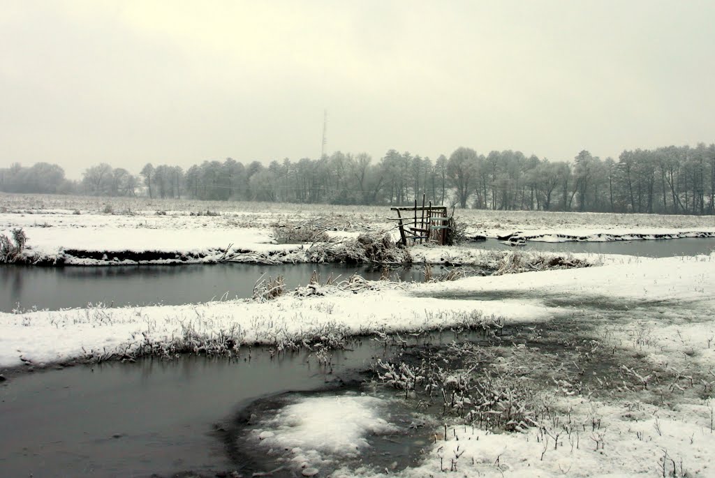 Winter swamp