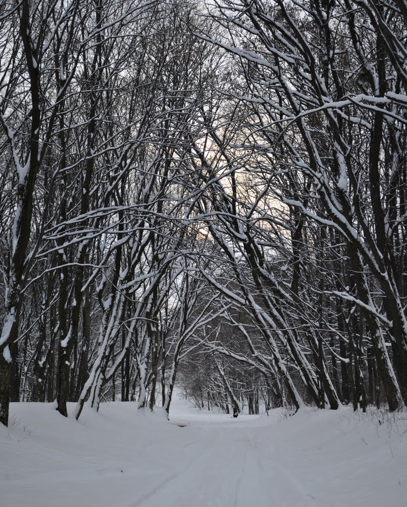 дорога сквозь лес 22.01.2011