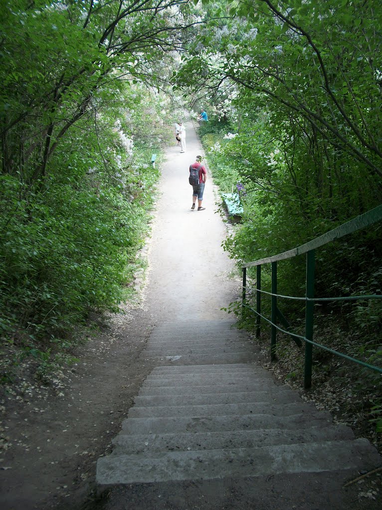 Festival "Poltava lilac" in the park Kochubeevsky