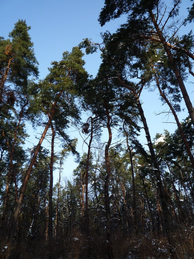Велетні сосни в сосновому парку