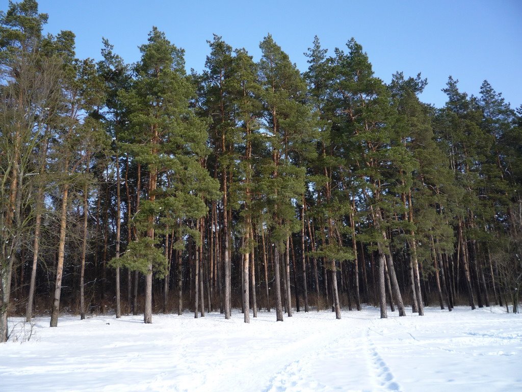 Сосновий парк, вигляд зі сторони вул. Воровського