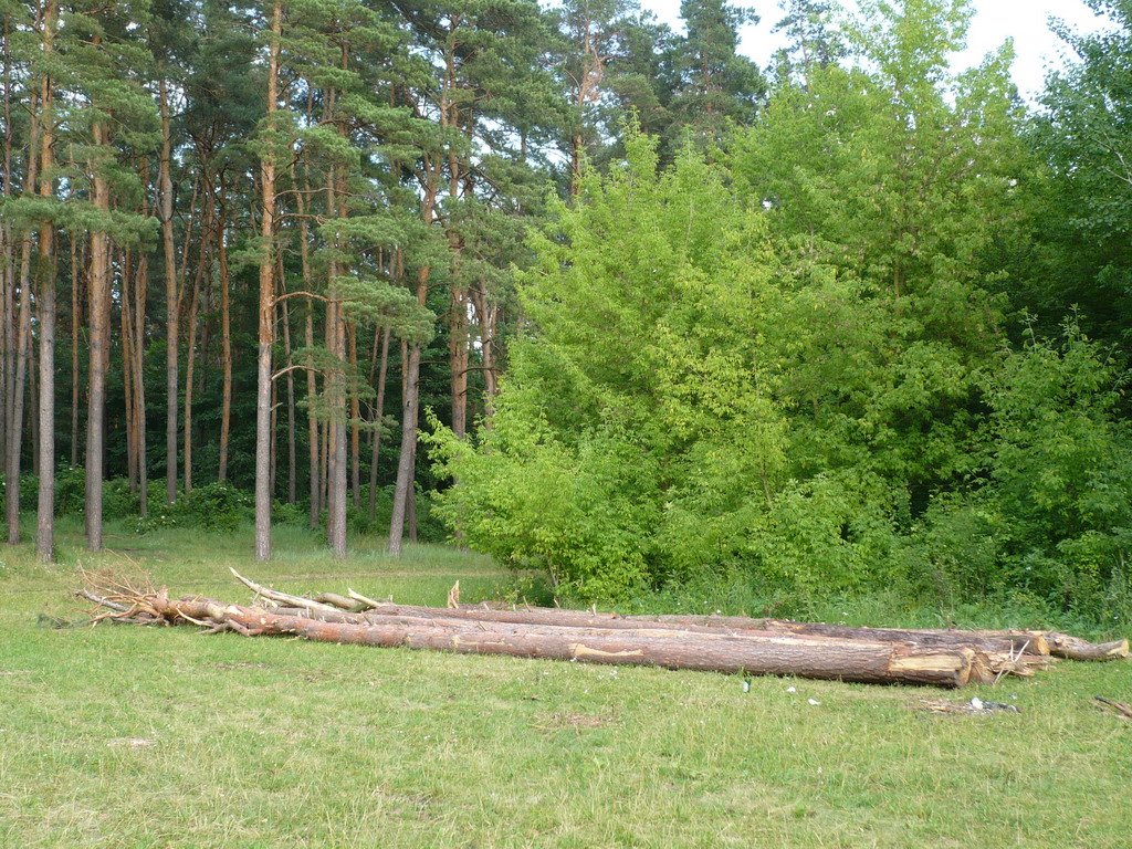 Галявина біля соснового парку