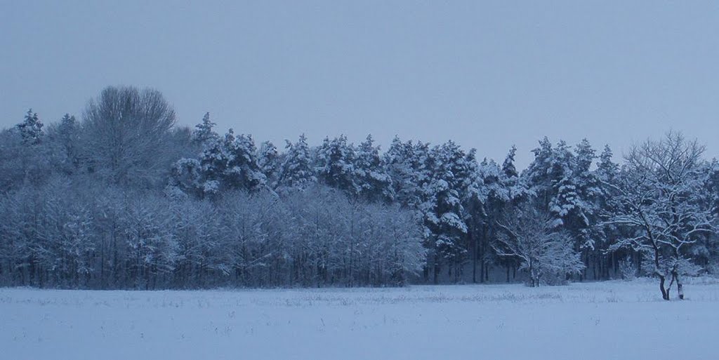 Сосновий парк (Зима 2009)...