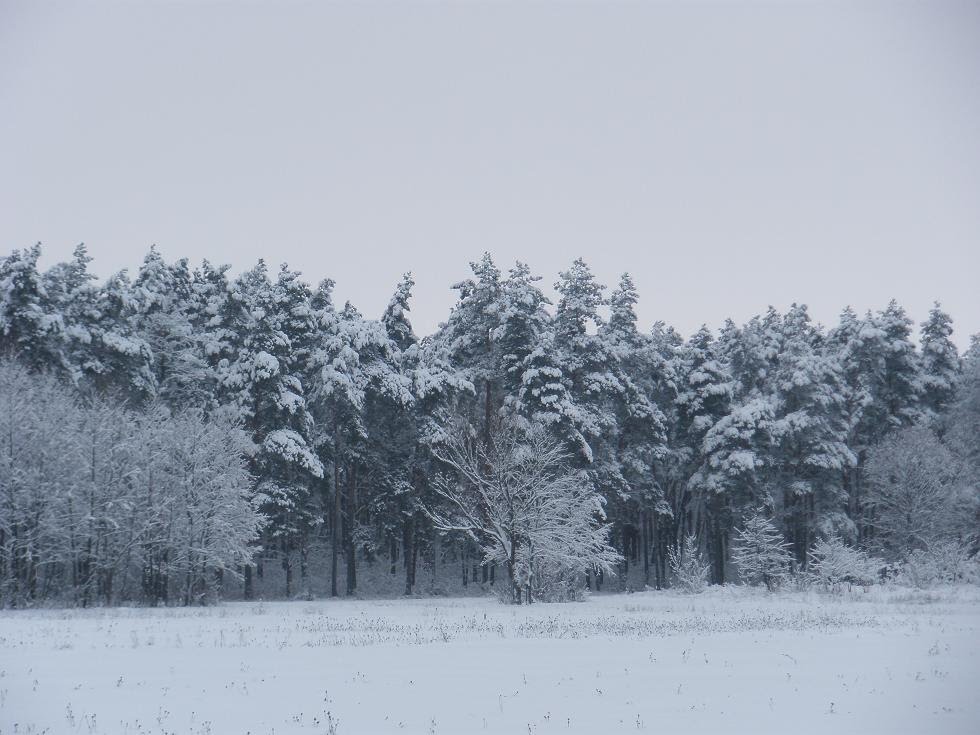 Сосновий парк (Зима 2009)...