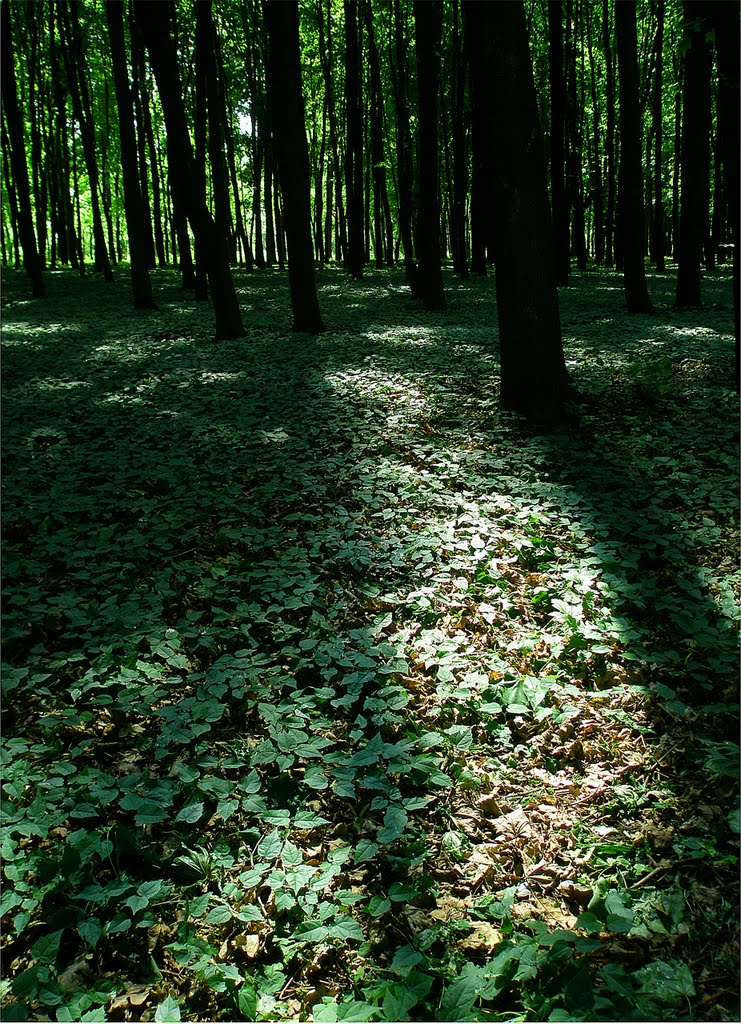 Mysterious park