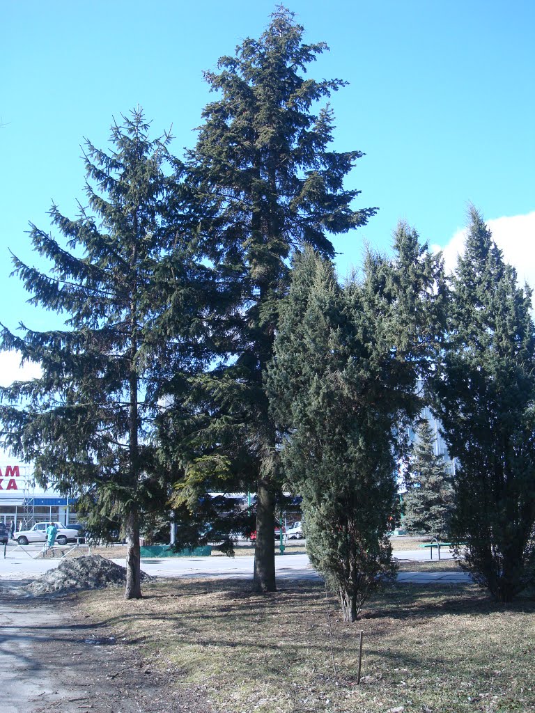 Ели