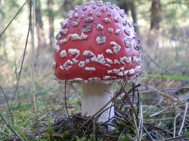 Мухомор