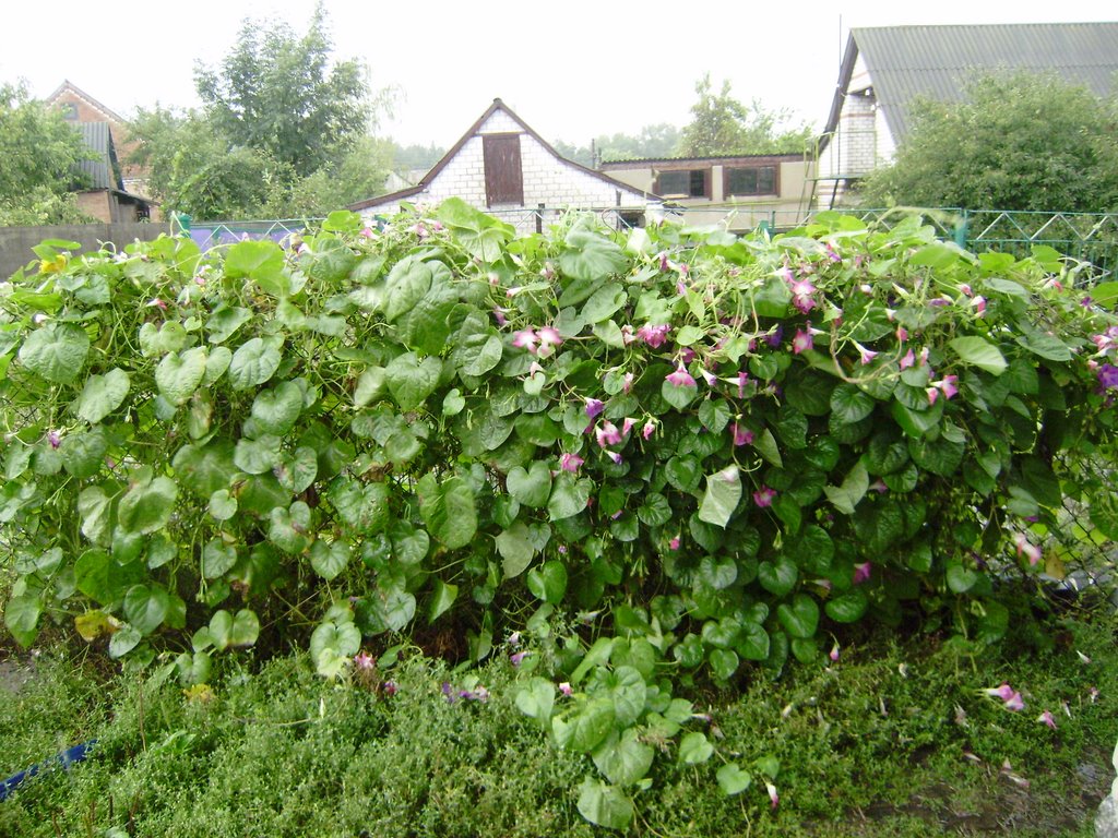 Кручені паничі