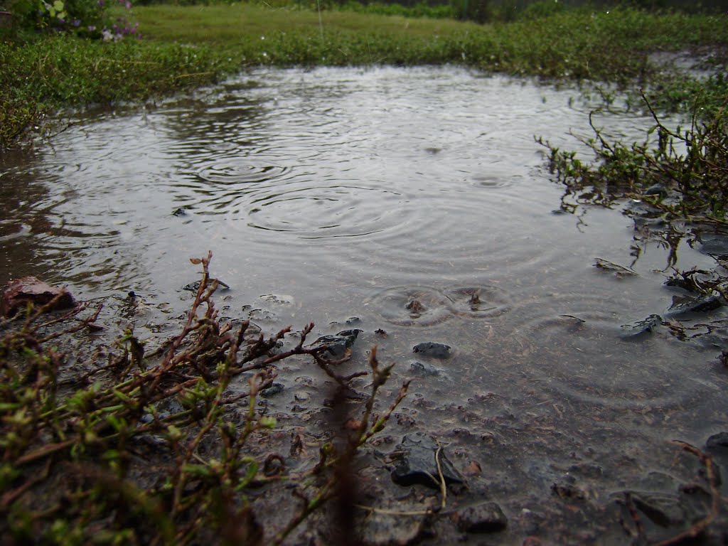 Дождь / rain